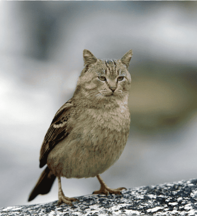png-clipart-cat-bird-house-sparrow-kitten-sparrow-animals-fauna_-_Copie