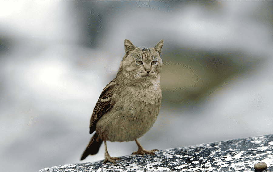 png-clipart-cat-bird-house-sparrow-kitten-sparrow-animals-fauna_-_Copie